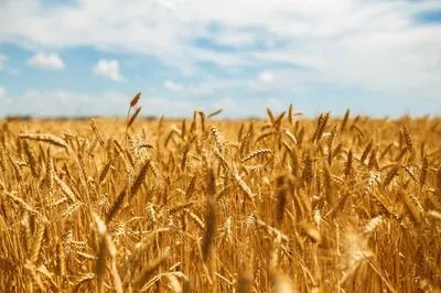Словаччина заборонила переробку та продаж українського зерна через наявність там пестицидів