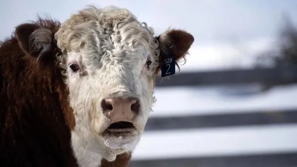 Жахливий вибух і пожежа вбили 18 000 корів на молочній фермі в Техасі