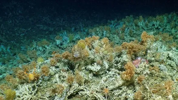 На Галапагосских островах обнаружен новый коралловый риф