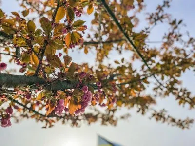 Мукачево в сакуровом цветении: показали захватывающие кадры