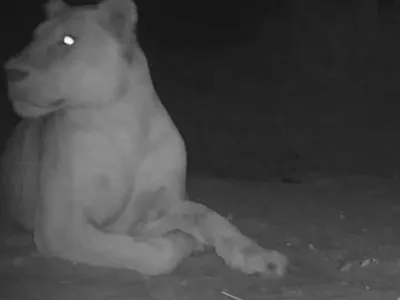 В национальном парке Чада заметили львицу, которую считали "вымершей"