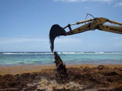 Смердючі водорості заполонили французькі карибські пляжі