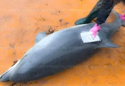 Науковець: лише у квітні у Чорному морі виявили більше сотні загиблих через війну дельфінів