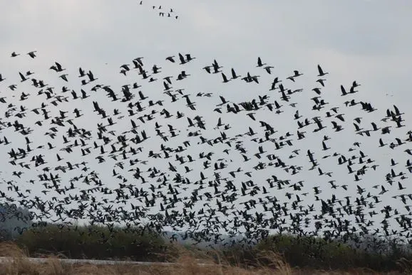 Обстрелы не помеха: птицы массово мигрируют через территорию заповедника на приграничной Сумщине