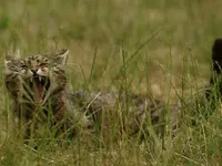 Исследование: популяция диких кошек в Шотландии находится на грани вымирания