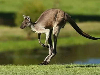 В Австралії запропонували відстрілювати кенгуру для зупинення популяційного буму