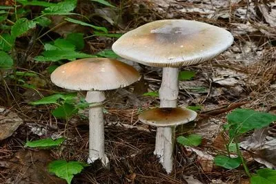 Дослідження: вчені знайшли протиотруту від найбільш смертоносного гриба