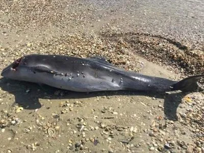 Из-за действий оккупантов в Азовском море гибнут дельфины - советник мэра Мариуполя