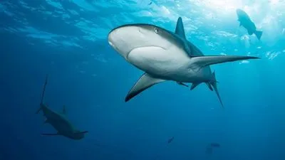 На островах Теркс та Кайкос акула відкусила ногу американській туристці
