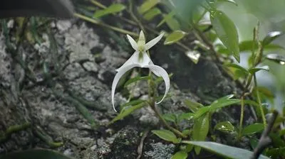 Рідкісна орхідея вперше зацвіла в лондонських садах