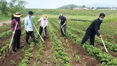 Північна Корея відправила місцеву "еліту" для роботи на рисових фермах. Випадки смерті від голоду потроїлись за рік