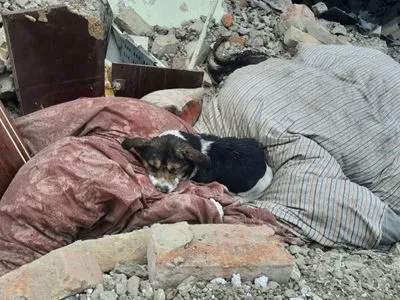 Российская ракета в марте убила хозяев Эльзы: как сложилась судьба пса со Львовщины