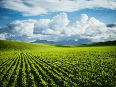 В Україні сприятливі погодні умови для врожаю ранніх зернових - Укргідрометцентр