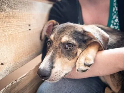 В Киеве заработал сервис "єКуточок" для временного приюта животных