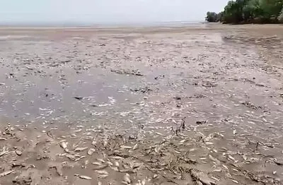 Знищення Каховської ГЕС: на Дніпропетровщині також почали фіксувати мор риби