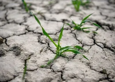 Литва и Польша страдают из-за засухи: дожди обошли стороной