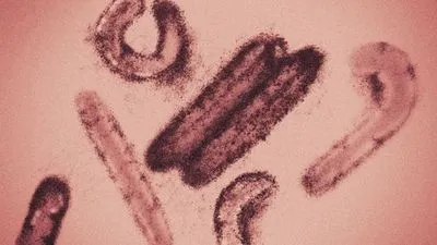 ВОЗ объявила об окончании вспышки Марбургского вируса в Экваториальной Гвинее