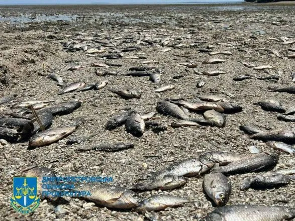 Масовий мор риби через підрив Каховської ГЕС розслідують як екоцид