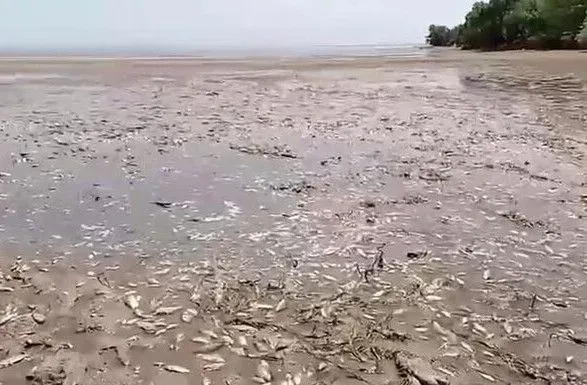 "Таке фахівці бачили вперше": через масовий мор риби на Дніпропетровщині загинули 28 тис. рибин