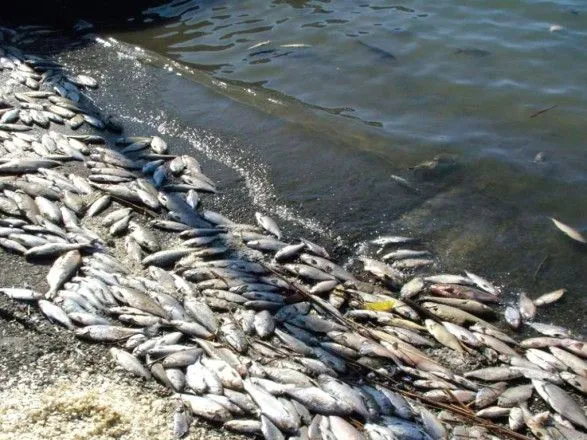 Масовий мор риби: у МОЗ попереджають про ботулізм