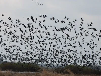 "Дуже серйозно постраждали популяції птахів": внаслідок теракту рф на Каховській ГЕС загинуло декілька тисяч тварин  
