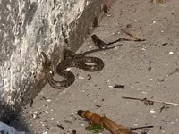 Змії, тритони, ондатри: директор зоопарку показав, яких тварин приносить до берега Одещини з Херсону