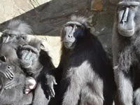 Мавпи з чеського зоопарку втекли до Німеччини