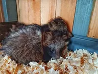 Гості з Херсонщини: військові передали до одеського зоопарку врятованих цуценят єнотоподібного собаки