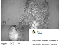 Можно онлайн наблюдать как подрастают совята: круглосуточная трансляция из гнезда сипухи