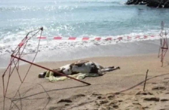 На пляж в Болгарии занесло мертвых коров: власти уверяют, что нет данных о загрязнении местных вод Черного моря