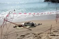 На пляж у Болгарії занесло мертвих корів: влада запевняє, що немає даних про забруднення місцевих вод Чорного моря