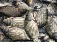 У Києві на день фіксується 5-10 порушень щодо продажу м’яса та риби на стихійних ринках