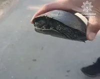 Переповзала дорогу в недозволеному місці: у Запоріжжі патрульні виявили черепаху-порушницю