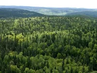 У Держлісагентстві розповіли, скільки лісів зазнали шкоди від війни
