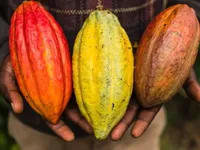У світі підіймають ціни на какао: виробникам і покупцям доведеться платити більше за шоколад