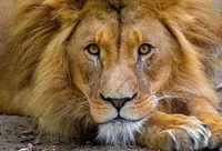 На Полтавщині лев покусав чоловіка: поліція з’ясовує обставини