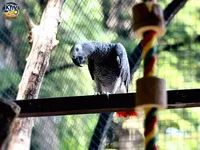У Київському зоопарку облаштували новий літній вольєр для врятованих папуг жако