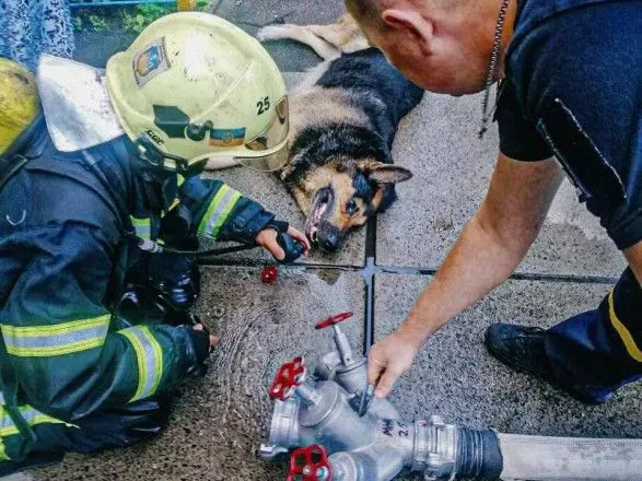 В Киеве из горящей квартиры спасли собаку из горящей квартиры