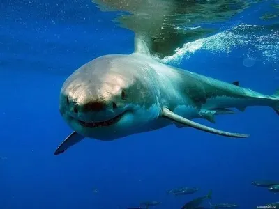 14 липня: День обізнаності про акул