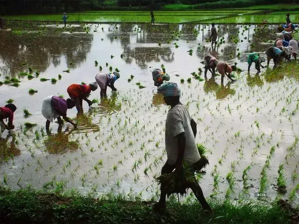 Найбільший продавець рису у світі Індія думає над забороною його експорту