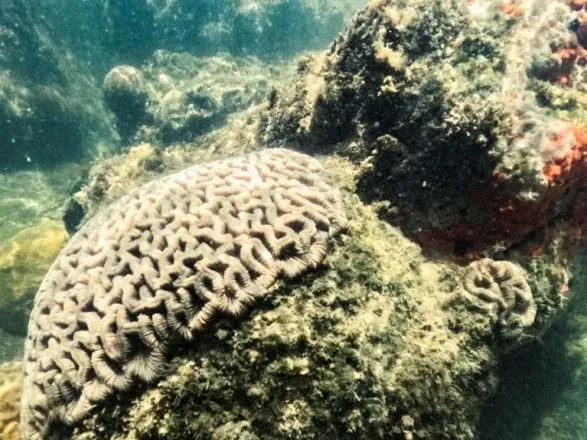 Ученые: Потепление океана разрушает кораллы