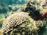 Вчені: Потепління океану руйнує корали