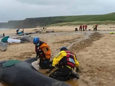 Понад 50 китів загинули: тварини викинулися на мілину на шотландському острові