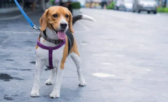 У Франції за допомогою ДНК шукатимуть господарів собак, які не прибирають за своїми домашніми улюбленцями