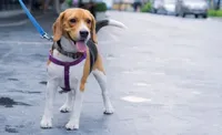 Во Франции с помощью ДНК будут искать хозяев собак, которые не убирают за своими домашними любимцами