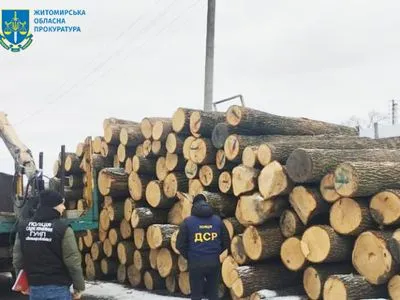 Вирубали дубів на майже 900 тис. грн – на Житомирщині судитимуть злочинне угруповання "чорних лісорубів"