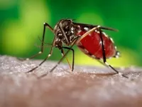 У Флориді все ще спалах малярії, уже зафіксовано 7 випадків