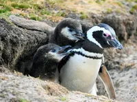 Близько 2000 пінгвінів знайшли мертвими на узбережжі Уругваю