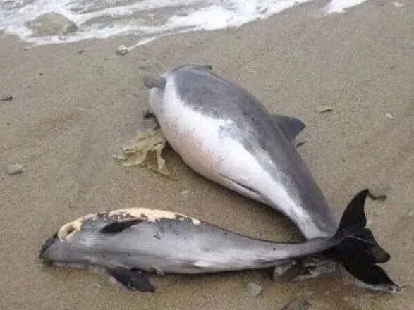 На берег в Запорізької області викинуло загиблих дельфінів