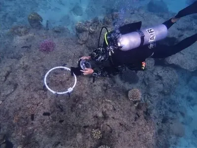 Большой барьерный риф: ученые смогут следить за молодыми кораллами благодаря усовершенствованной технологии